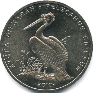 Кудрявый пеликан, 2010г
